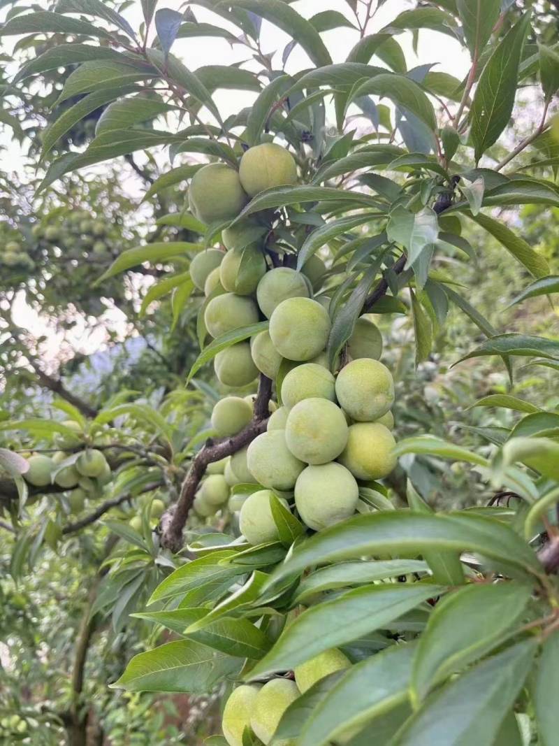 四川达州高山脆红李，万亩种植基地，产地直发，欢迎各位老板