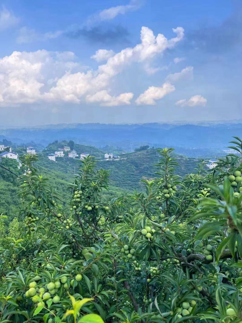 四川达州高山脆红李，万亩种植基地，产地直发，欢迎各位老板