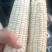 奥甜75白糯玉米，产地直发，大量有货，欢迎各位老板咨询