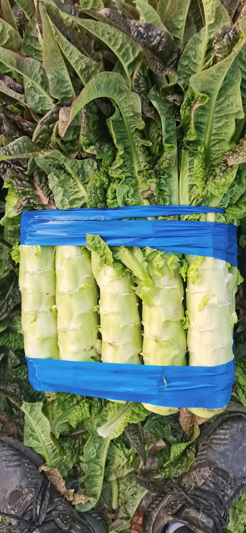 浙江台州精品莴笋莴苣温岭市路桥莴笋