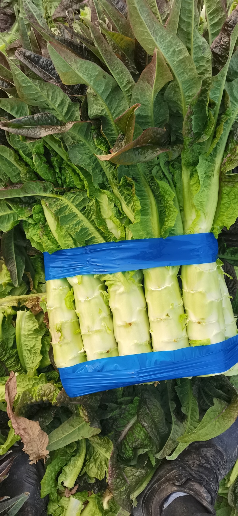 浙江台州精品莴笋莴苣温岭市路桥莴笋