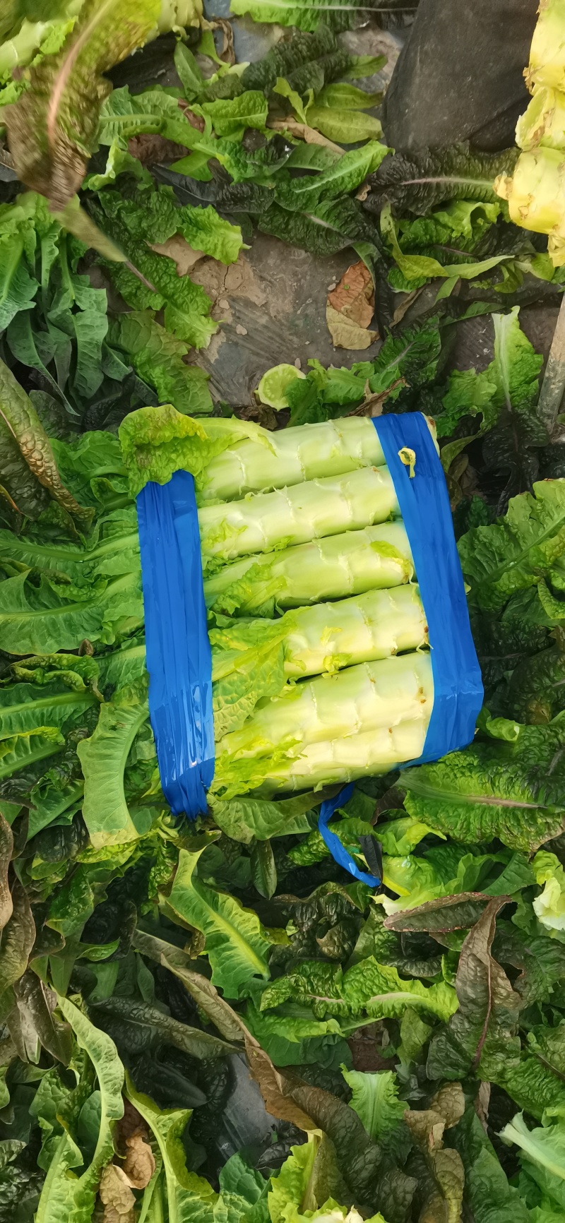 浙江台州精品莴笋莴苣温岭市路桥莴笋