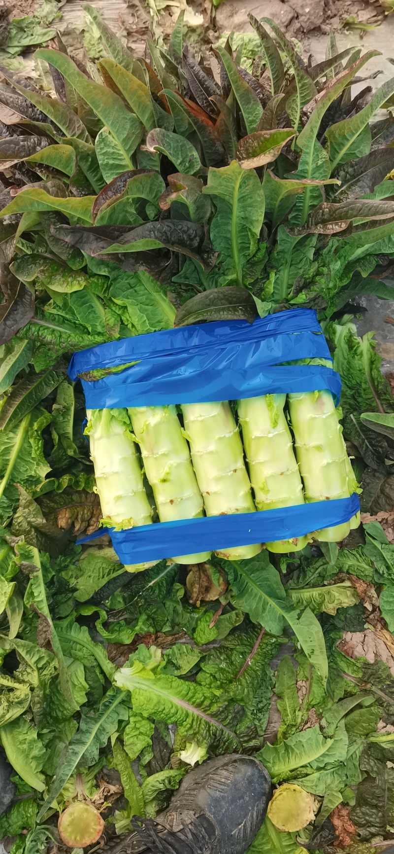 浙江台州精品莴笋莴苣温岭市路桥莴笋