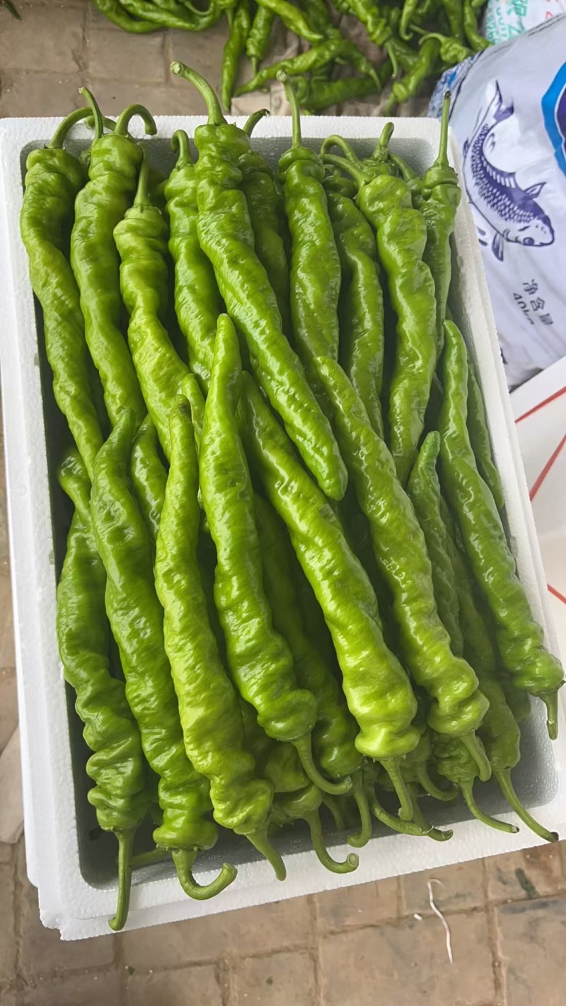 1【推荐】麻花螺丝椒大量供应需要的老板联系支持各种包装
