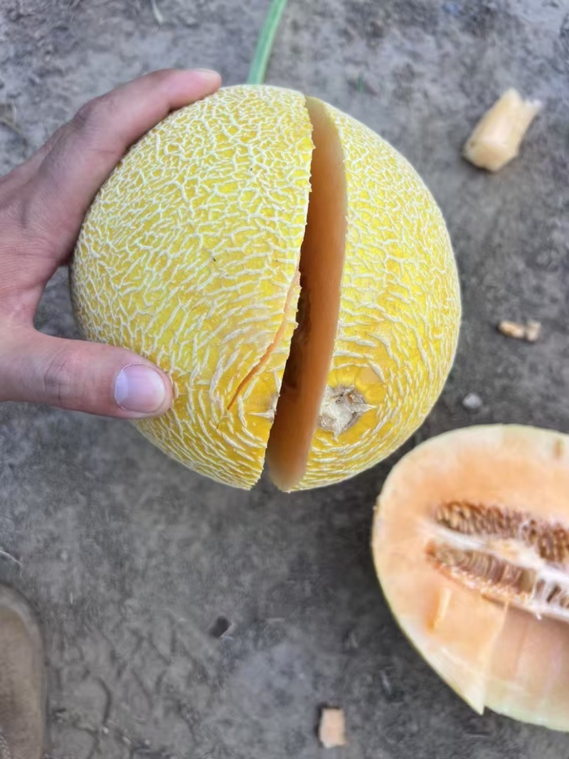 哈密瓜.威龙25
