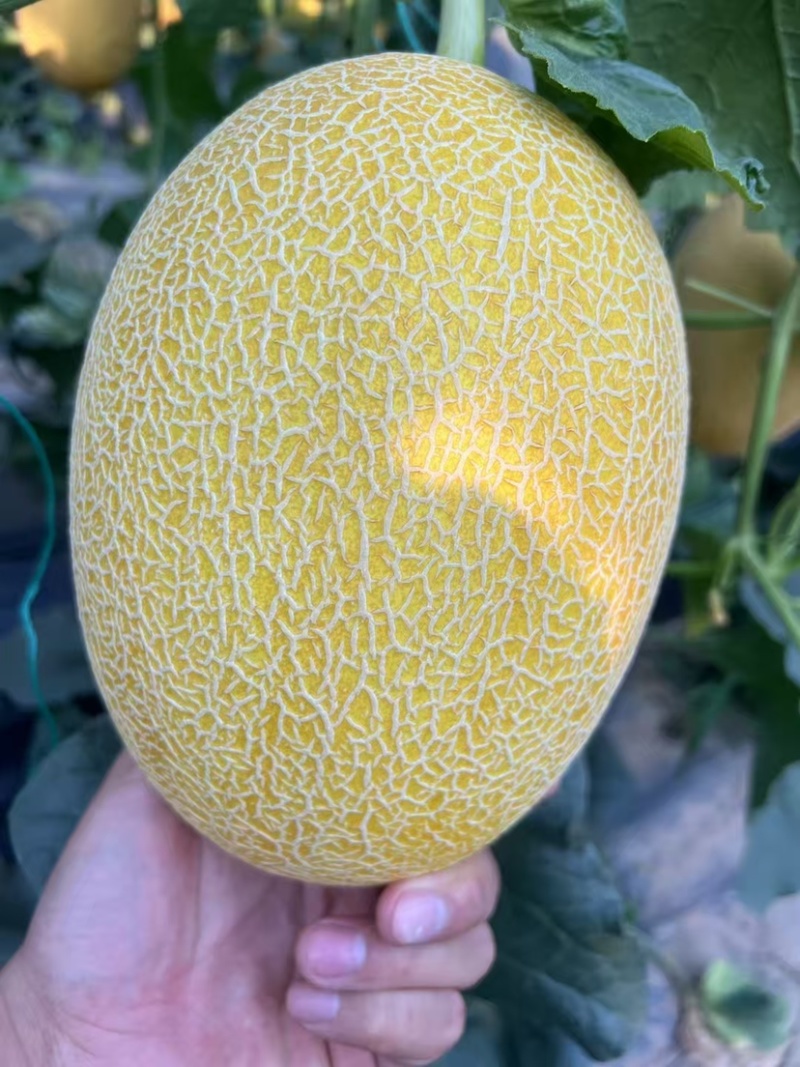 哈密瓜.威龙25