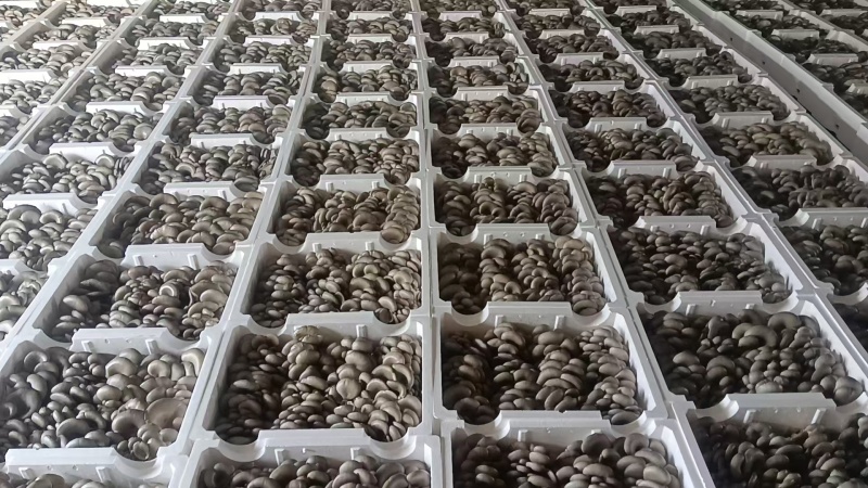 头茬中小叶小黑平菇常年卖货承接加工餐饮市场批发电商社区