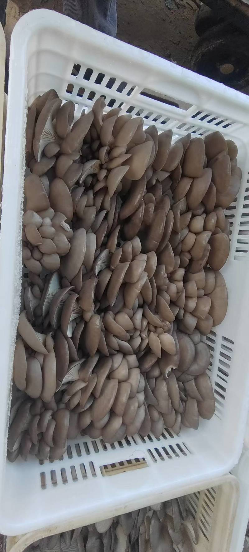 头茬中小叶小黑平菇常年卖货承接加工餐饮市场批发电商社区