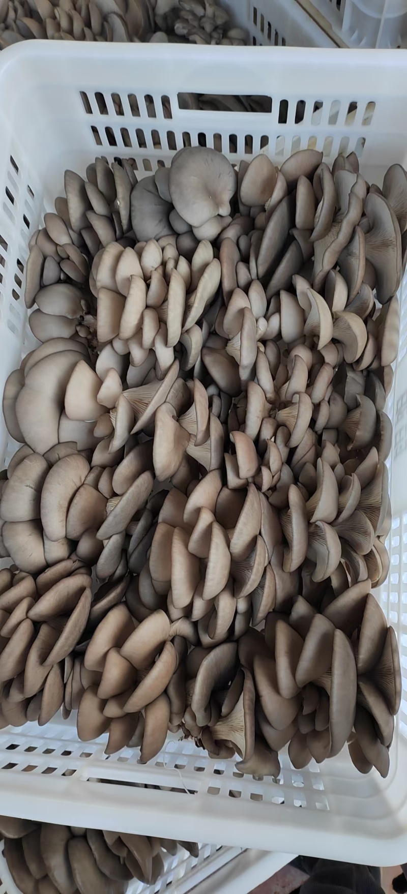 头茬中小叶小黑平菇常年卖货承接加工餐饮市场批发电商社区