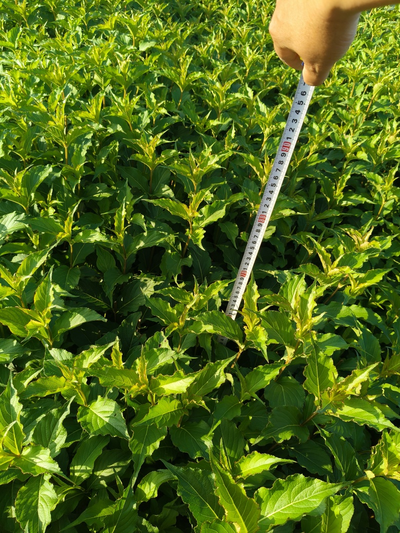 红王子锦带花大杯平面高度50-60cm，有量，欢迎订购。