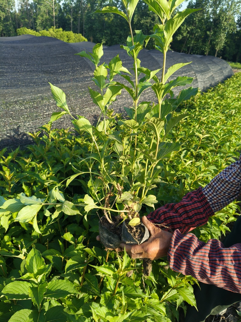 红王子锦带花大杯平面高度50-60cm，有量，欢迎订购。