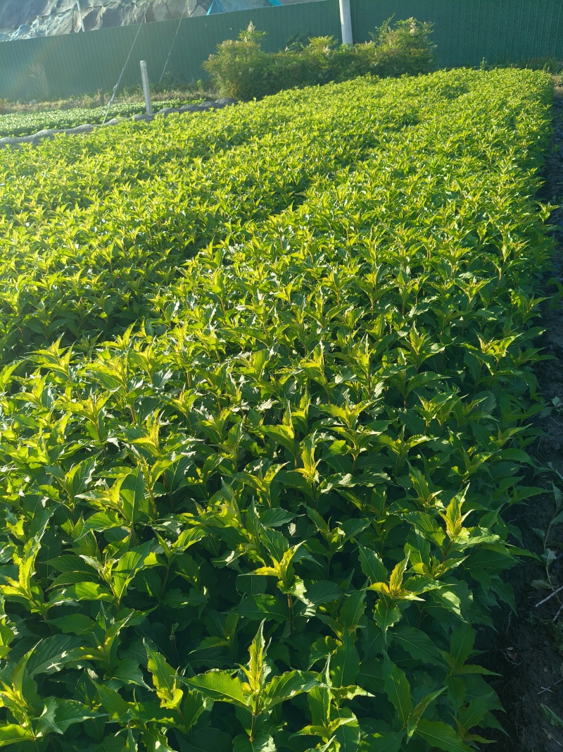 红王子锦带花大杯平面高度50-60cm，有量，欢迎订购。