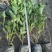 红王子锦带花大杯平面高度50-60cm，有量，欢迎订购。