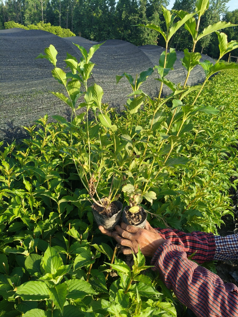 红王子锦带花大杯平面高度50-60cm，有量，欢迎订购。