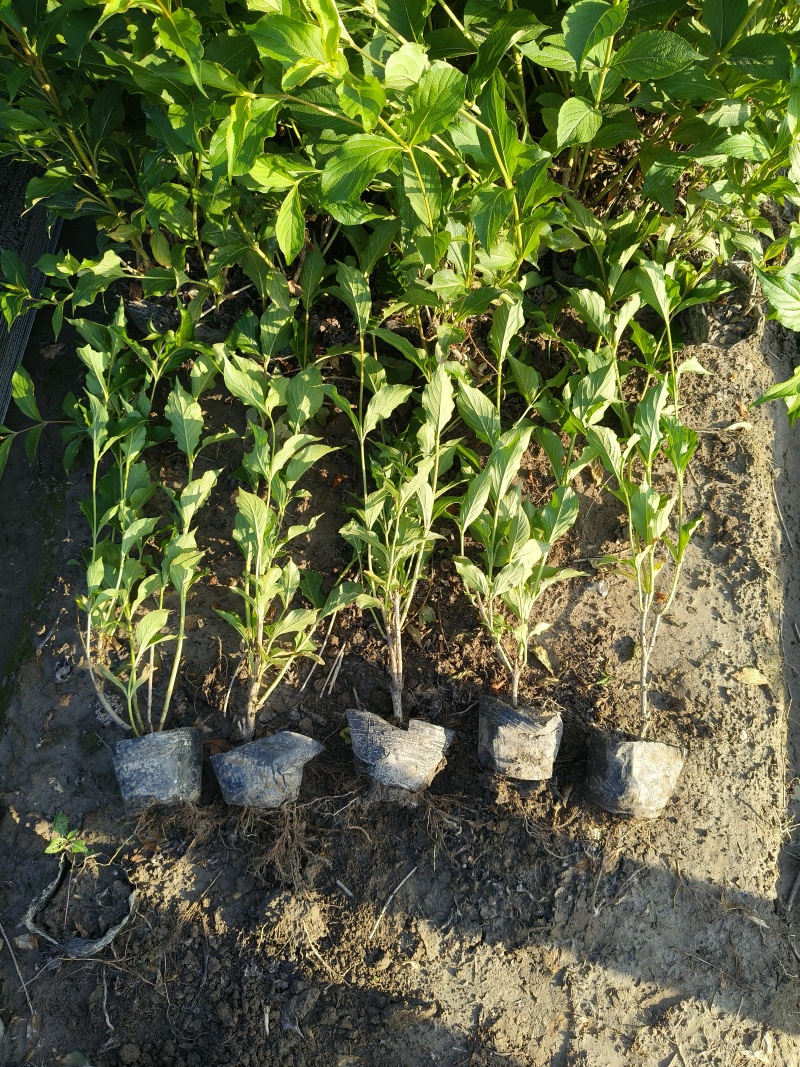 红王子锦带花大杯平面高度50-60cm，有量，欢迎订购。