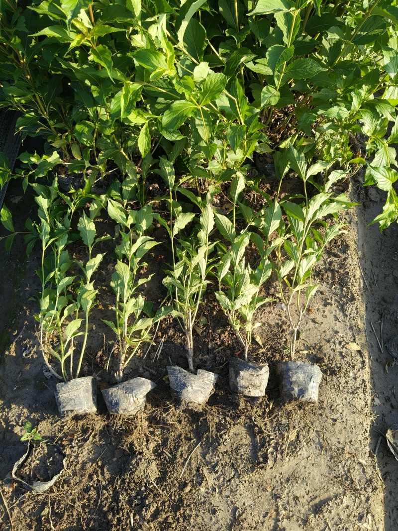 红王子锦带花大杯平面高度50-60cm，有量，欢迎订购。