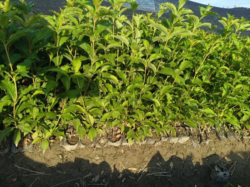 红王子锦带花大杯平面高度50-60cm，有量，欢迎订购。