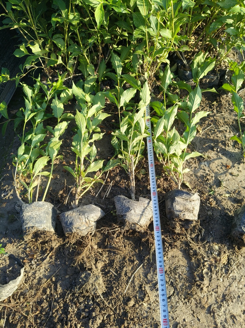 红王子锦带花大杯平面高度50-60cm，有量，欢迎订购。