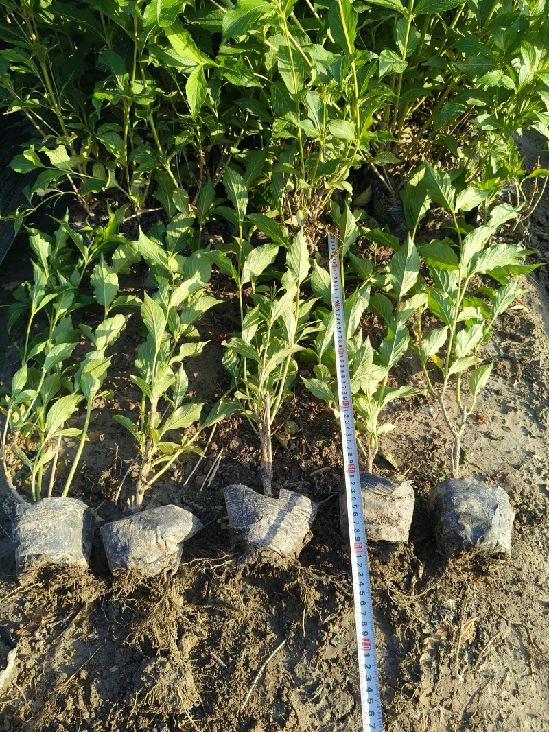 红王子锦带花大杯平面高度50-60cm，有量，欢迎订购。