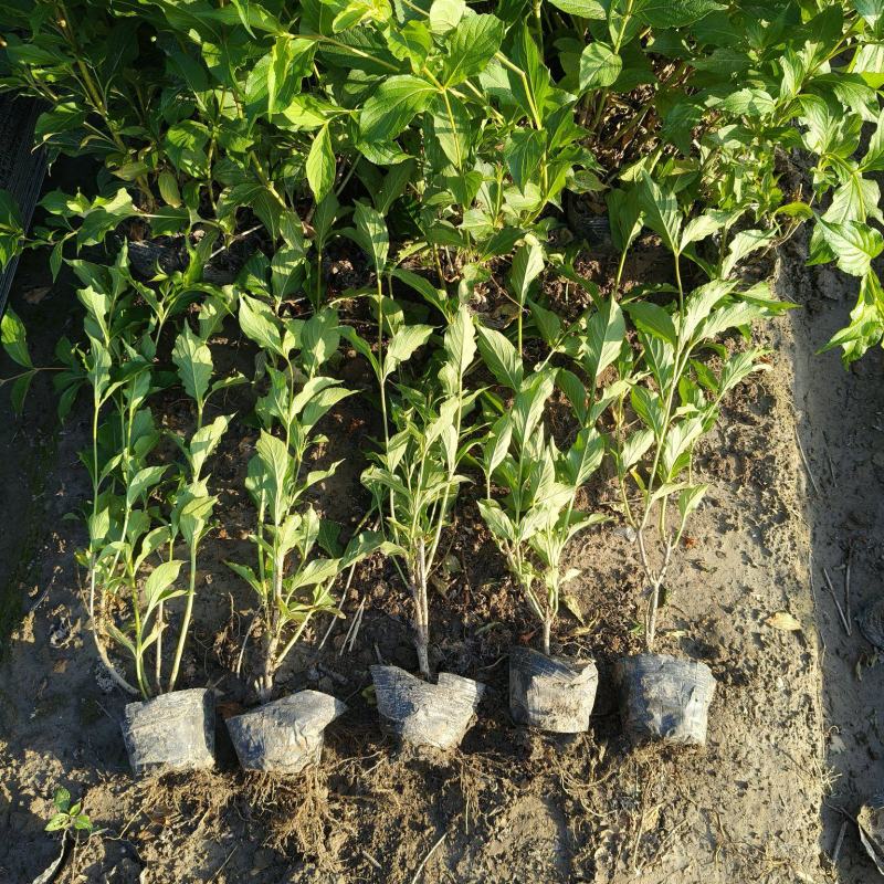 红王子锦带花大杯平面高度50-60cm，有量，欢迎订购。