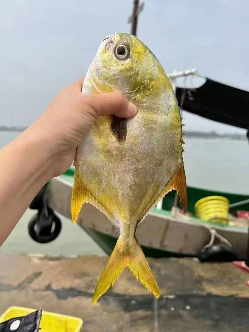 金昌鱼