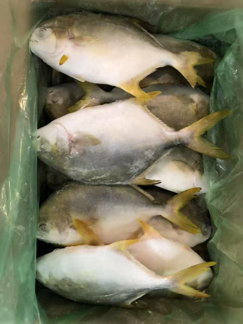 金昌鱼