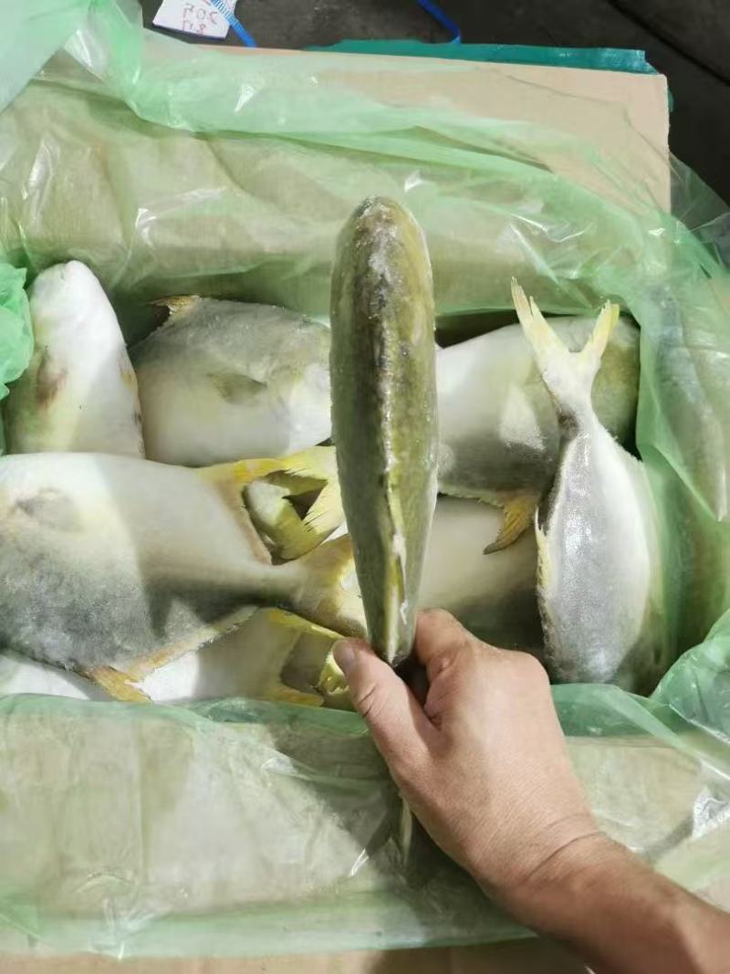 金昌鱼
