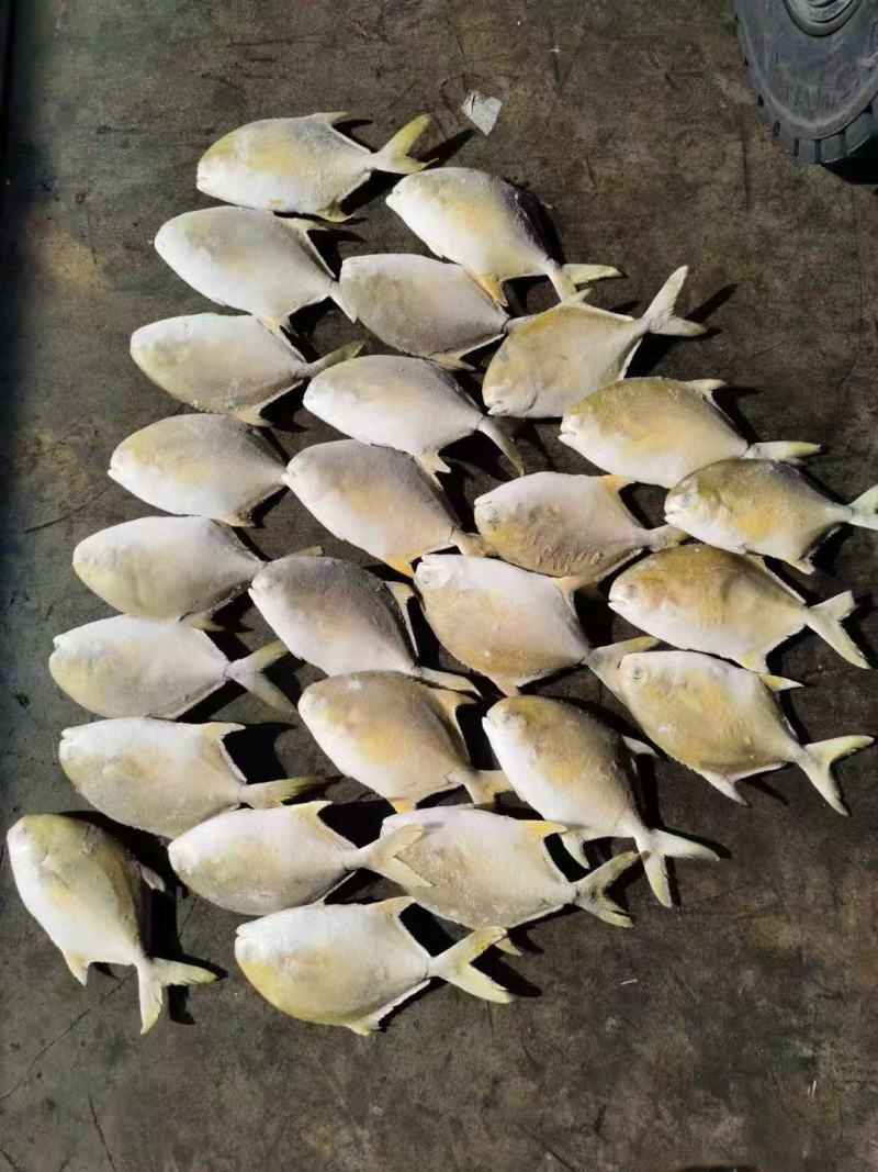金昌鱼
