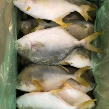 金昌鱼