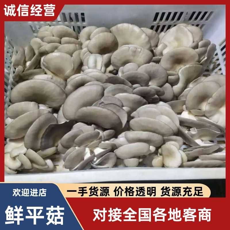 头茬中小叶小黑平菇常年卖货承接加工餐饮市场批发电商社区
