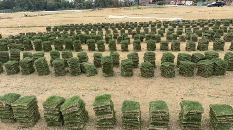 草皮