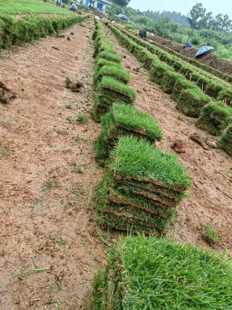 草皮