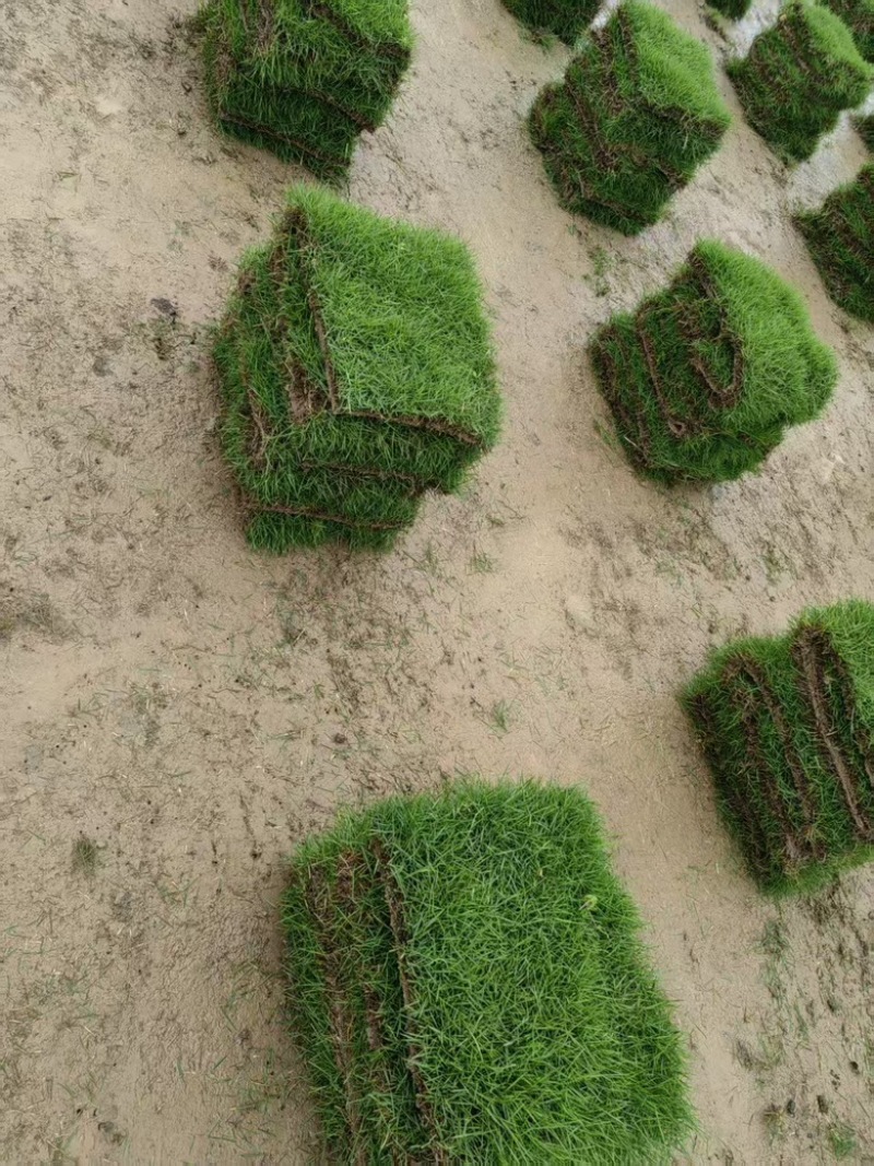 草皮