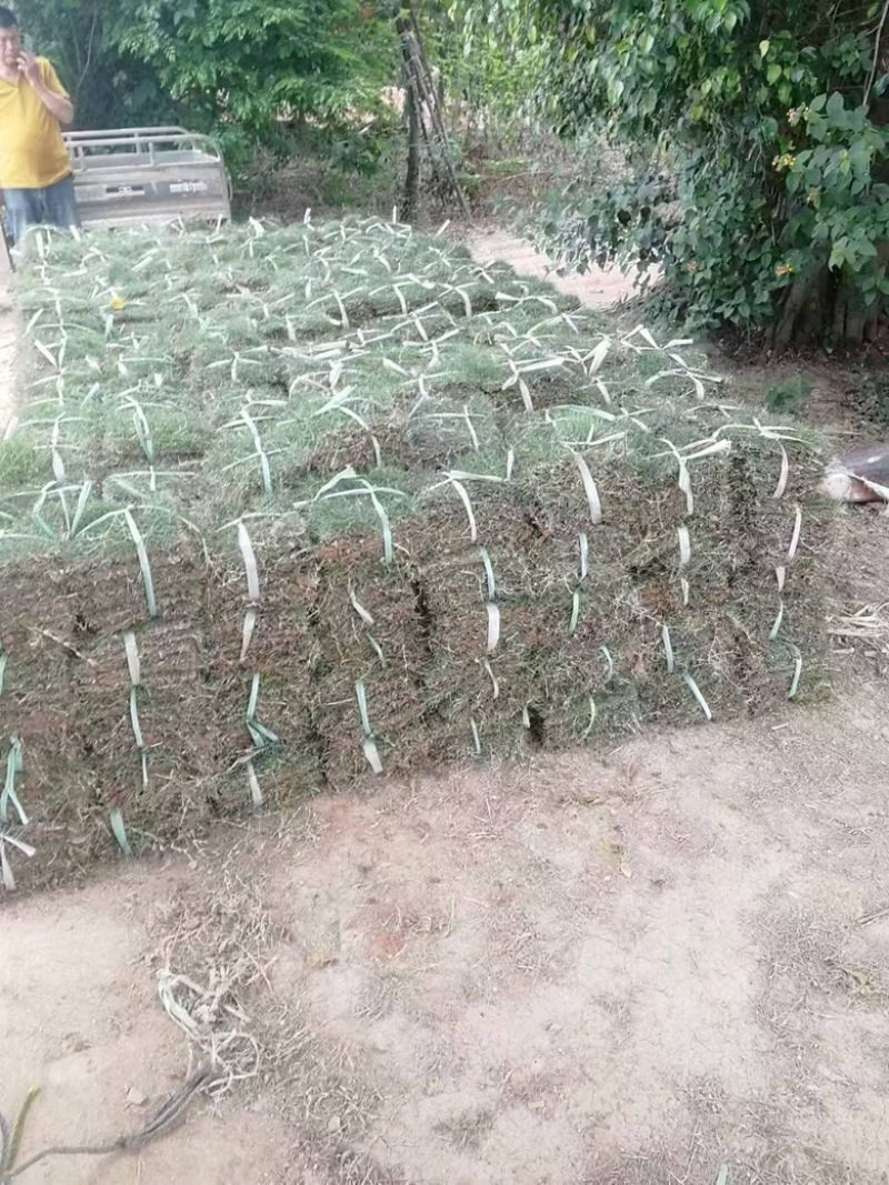 草皮