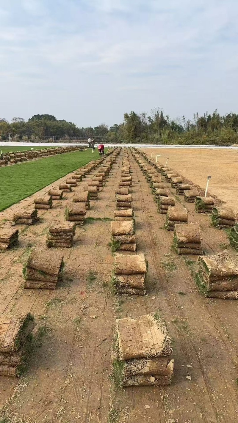 草皮