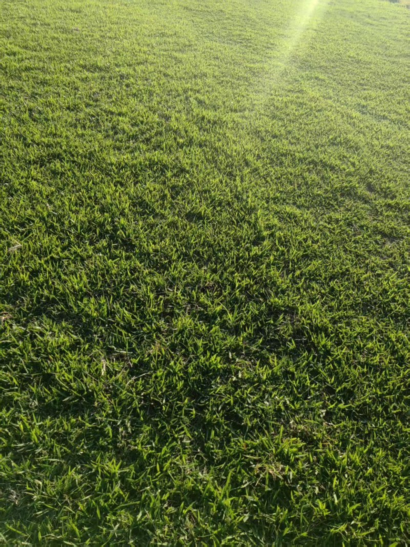 草皮