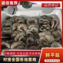 浅灰色平菇头茬一手货源一手价格按需求提供纸箱泡沫箱网箱