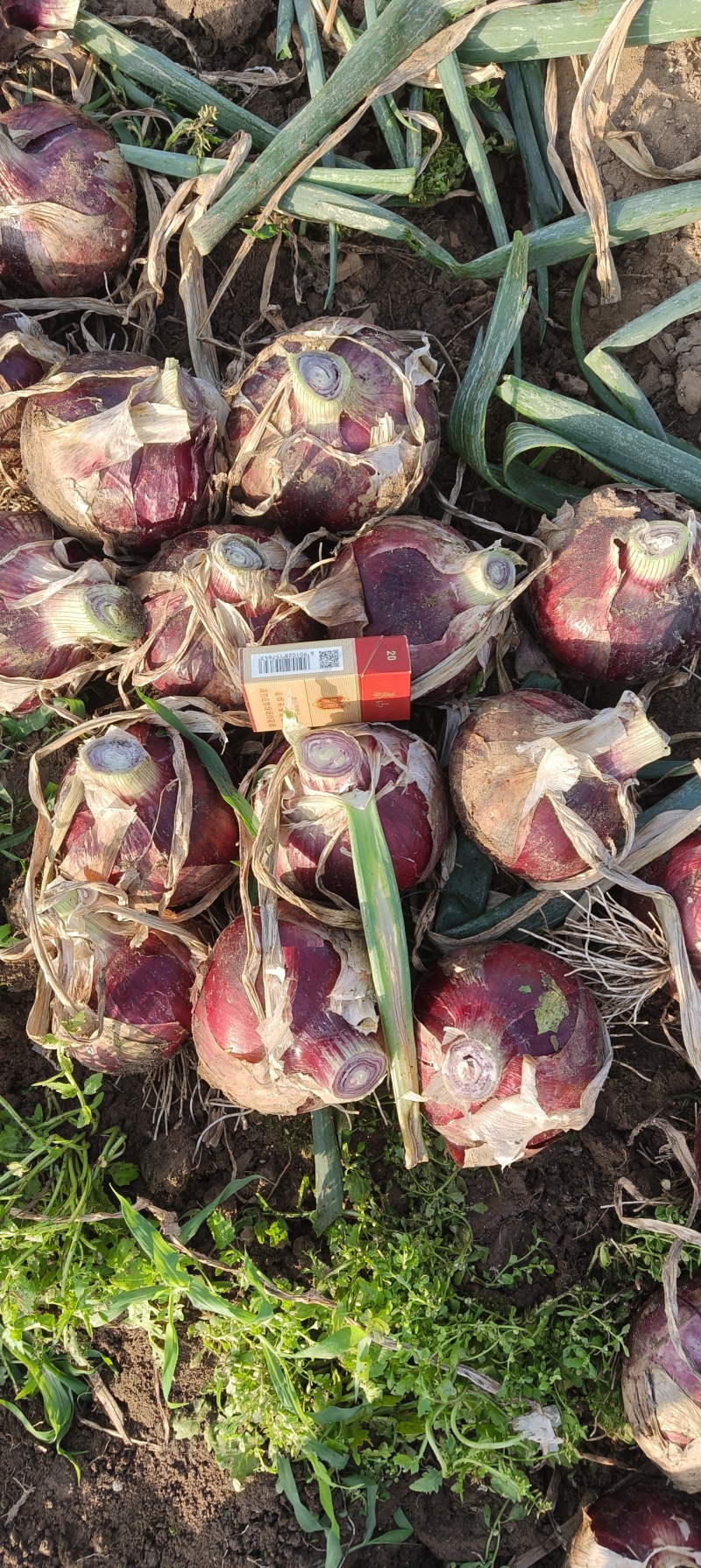 洋葱紫皮圆葱产地直供一手货源现出现发特价