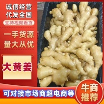 【精品】山东临沂大黄姜产地直发品质保证可视频看货