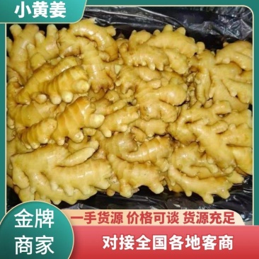 山东临沂精品小黄姜大量供货货源充足欢迎咨询联系