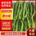 【推荐】麻花螺丝椒大量供应需要的老板联系支持各种包装