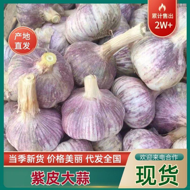 优质山东大蒜产地