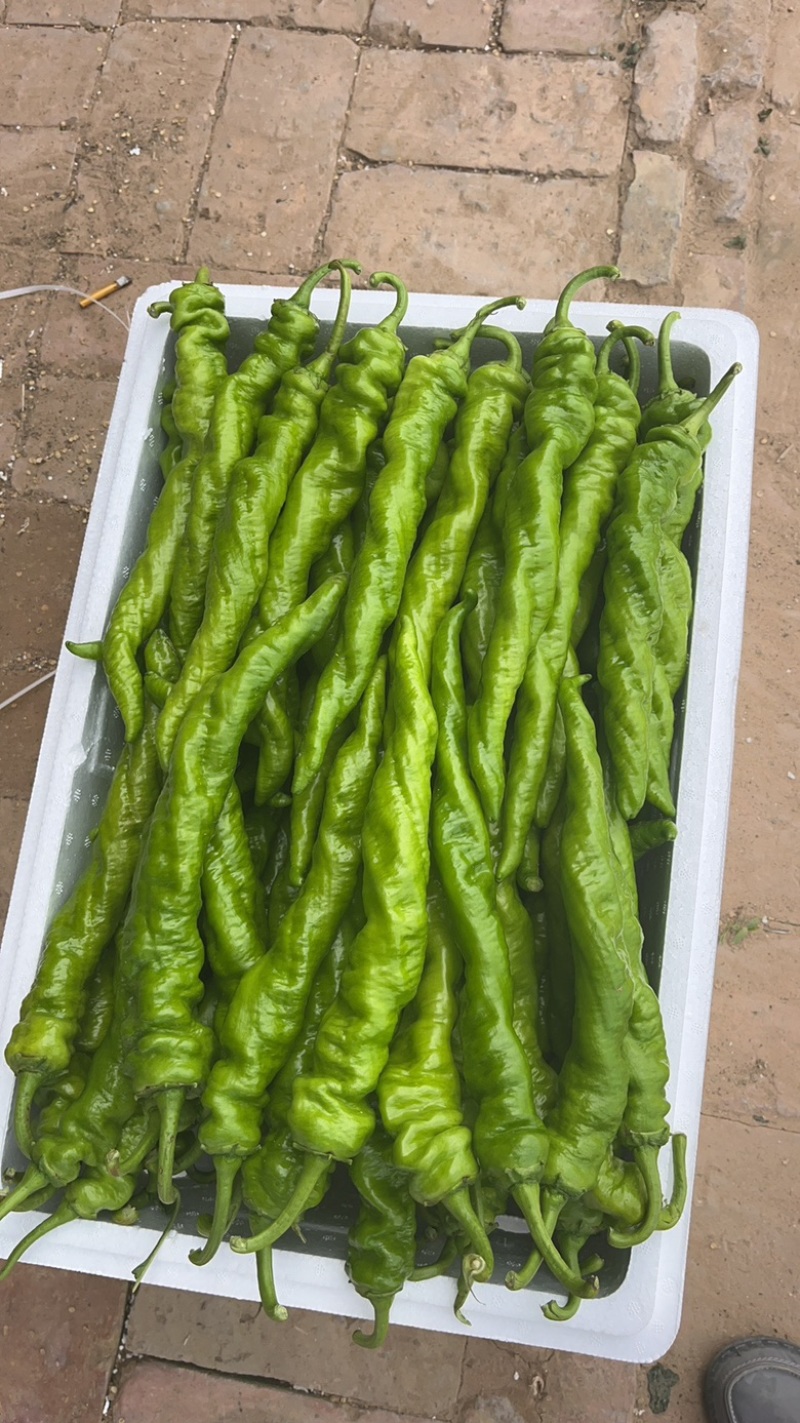 【推荐】麻花螺丝椒大量供应需要的老板联系支持各种包装