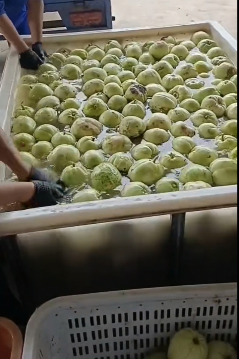 精品甜瓜甜宝香瓜小白瓜，基地直供，大量有货！