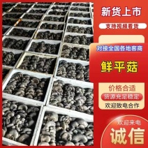 河北鲜平菇叶子大提供纸箱泡沫箱承接加工餐饮批发全国接单