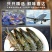 黑虎虾