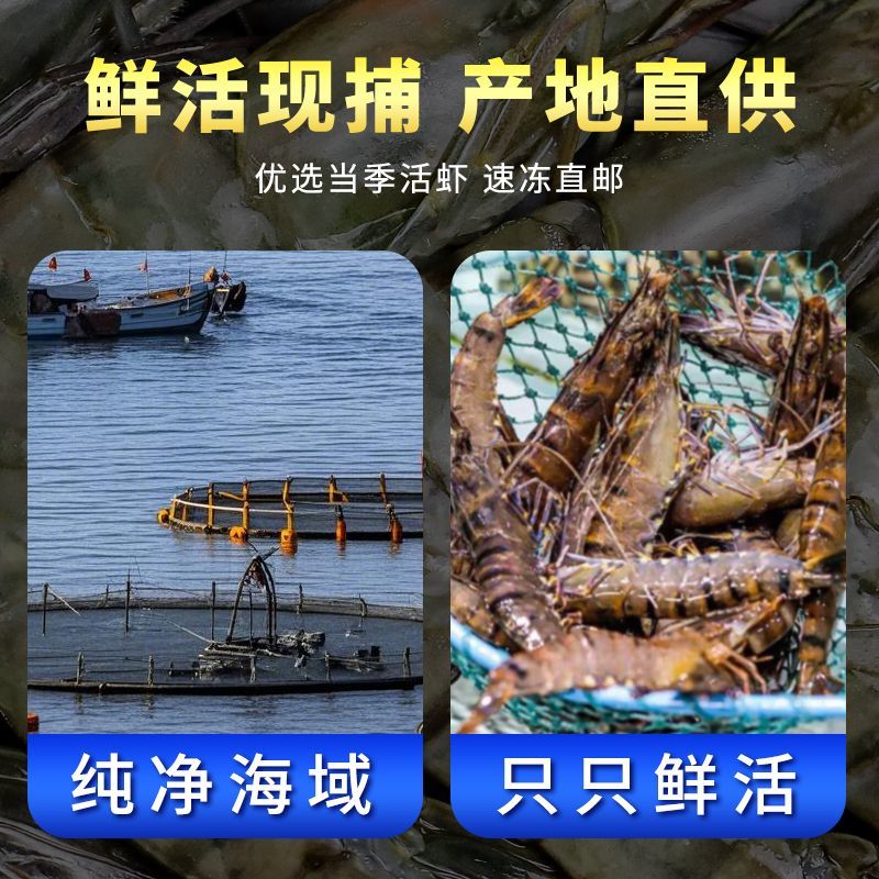 黑虎虾