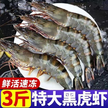 黑虎虾