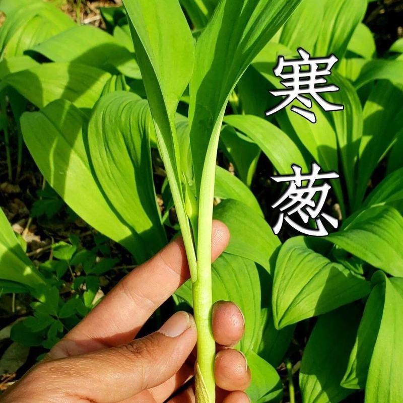 寒葱也叫山葱