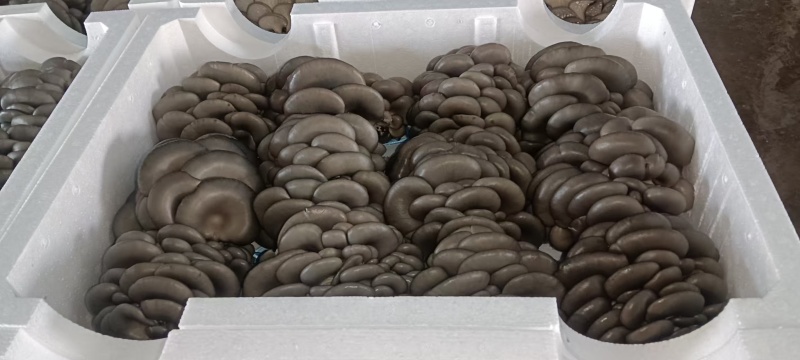 内蒙古白平菇产地直发自家种植视频看货实地看货挑货满意为止